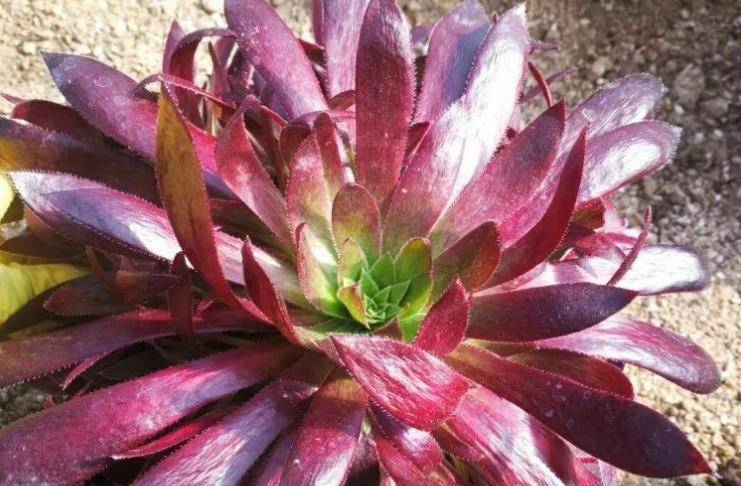 多肉孔雀法师一种不养心里不爽养多了心里又难受的法师品种