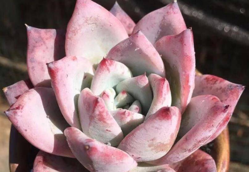 多肉布兰迪和野卡一样吗?不一样,但它们之间也不是没有任何关系