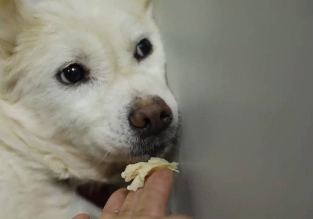 狗为啥会被吓尿 536539252c2f451393f590b0084e75dc.jpeg