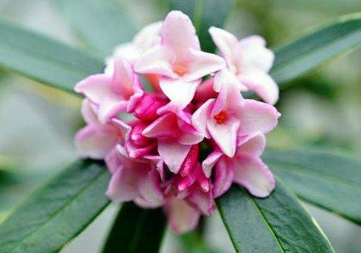 6月二十日开始 家养此款花卉 四季有花开 一养就爆盆 养护