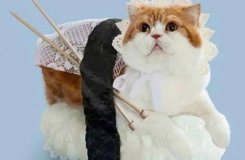 萌猫图片大全大图 6a1fac1697164b8fb50f066d9cc68bcf.jpeg