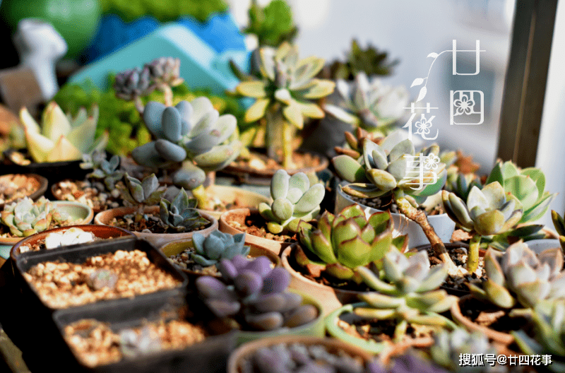 2种多肉 睡美人 梦中 度夏 休眠更美 值得拥有 叶片 2种多肉 睡美人 梦中 度夏 休眠更美 值得拥有 叶片