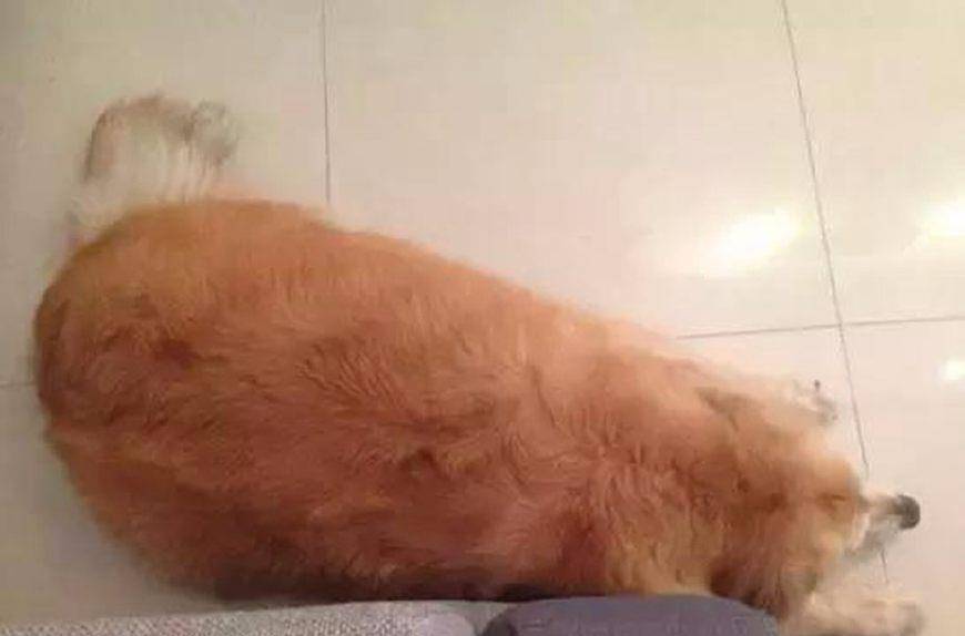 吃什么东西最容易长毛 dff26ac97f85420d8a9c07147e7f93e4.jpeg