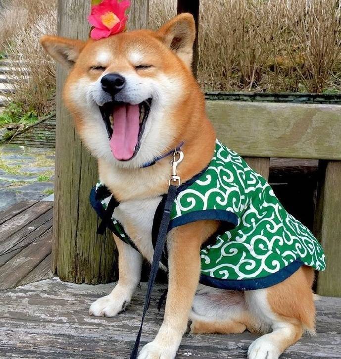 原创柴犬认主的7个表现中3个以上简直不要太幸福了