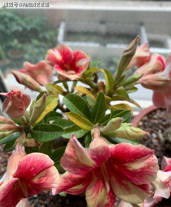 原创夏天光照足沙漠玫瑰喜光照放在室外暴晒更有利于它开花