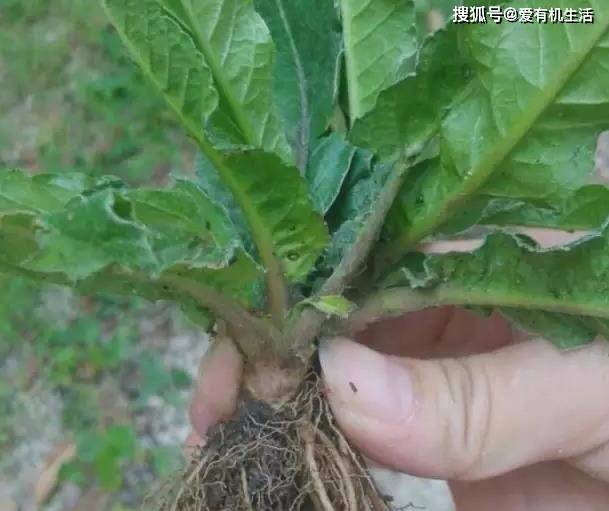 原创这野菜一般生于田埂路边,我们那叫它"草鞋根",清热解毒,遇到请