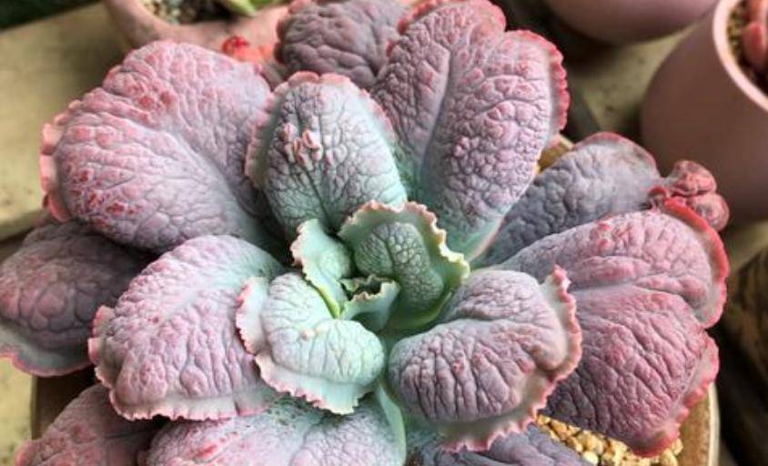 多肉狂野男爵叶片发软要引起重视,可能是小问题,也可能是烂根了