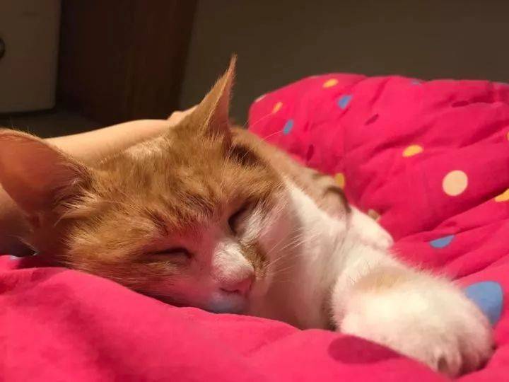 怎么养小猫才能会更粘人 85e160860f3f40409a420e9f52ca1b0a.jpeg