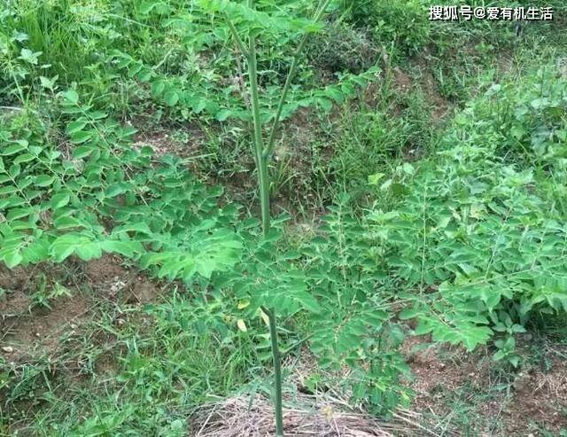 它是一種高鈣的天然綠色食品,含鈣量是牛奶的4倍,比吃鈣片還管用!