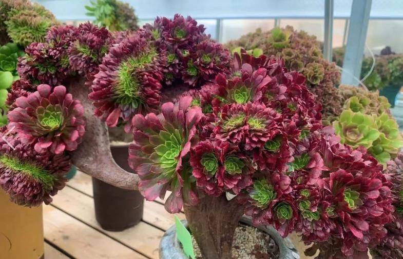 魔法师多肉怎么栽 c9265ce0710a428689737a67f8c940cd.jpeg