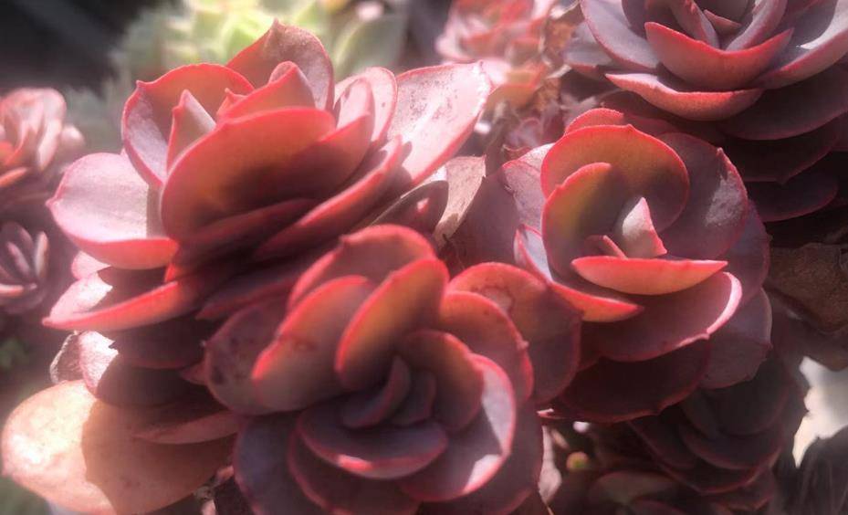 多肉秀妍头大根细怎么栽种 很简单 我们可用三种办法来解决问题 叶片