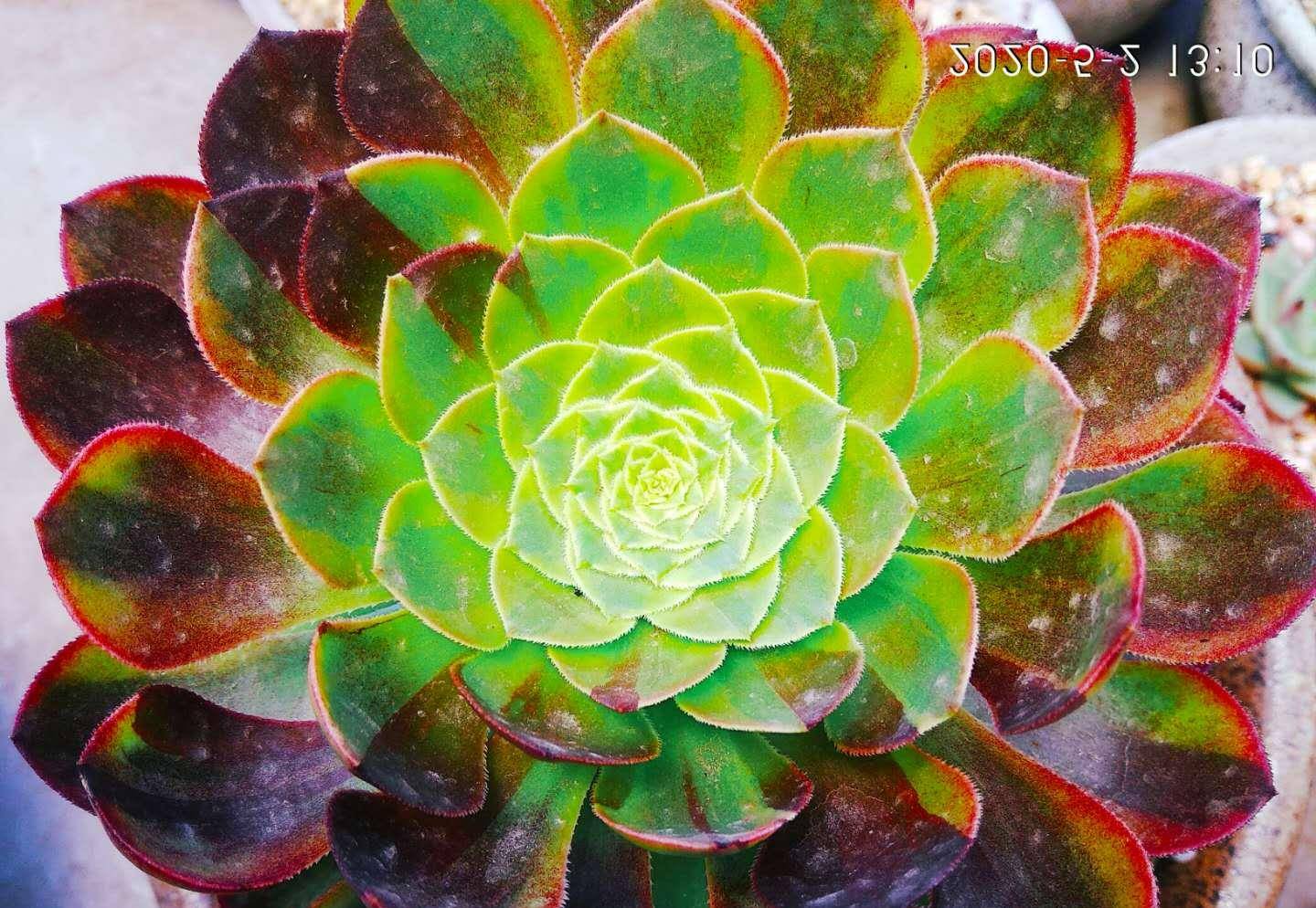 多肉植物法师茎秆长长了怎么办有没有办法控制它们的生长速度