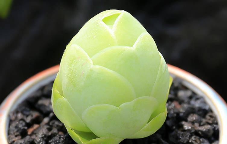 多肉鸡蛋玫瑰夏季茎秆像干枯了,但实际只是休眠,千万不要扔掉