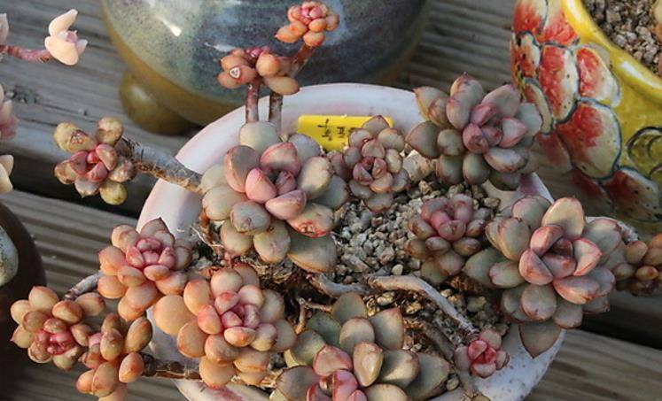 多肉怎么分雄蕊雌蕊 64bf9b3237e441fb9c33163c15c8a1a5.jpeg