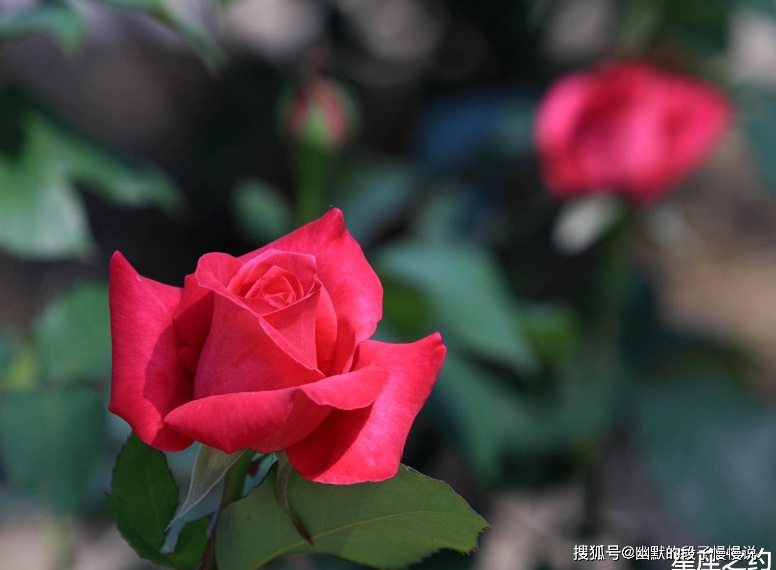 12月22日星座运势 不甘人后 奋起直追的四大星座 想法