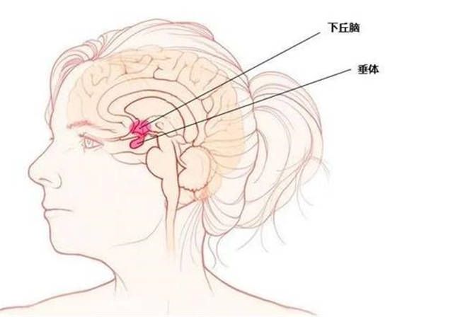 脑垂体的位置图图片