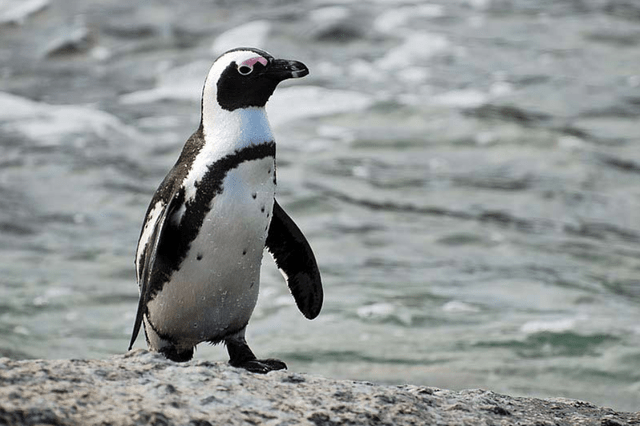 原创生活在非洲的黑脚企鹅适应了气候却扛不住人类的偷蛋和施肥