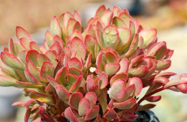 多肉朝霞锦简介:朝霞锦是景天科青锁龙属的多肉植物,又叫爱德华锦和摇