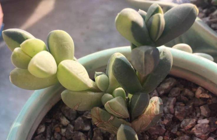 多肉黄金鹿角海棠就是鹿角海棠锦但假的很多我们可以这样区分