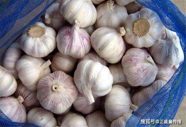 怎样防止大蒜发病 43bad713bb804d2b9296c6d61e2a88ff.jpeg