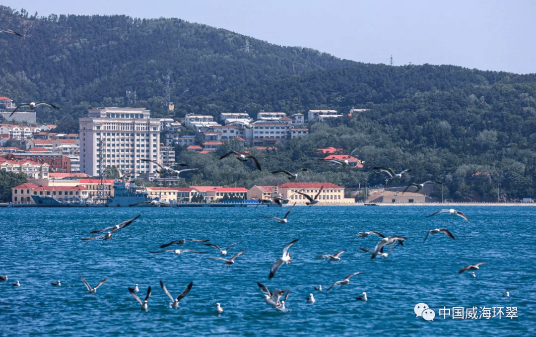 超治愈!夏天,来威海看海鸥吧