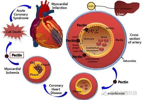 植物甾醇与心血管疾病图片