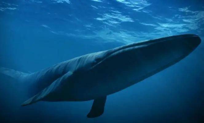 翻车鱼怎么睡觉 7ac85edeead24a42873cd7ca133ddcba.jpeg