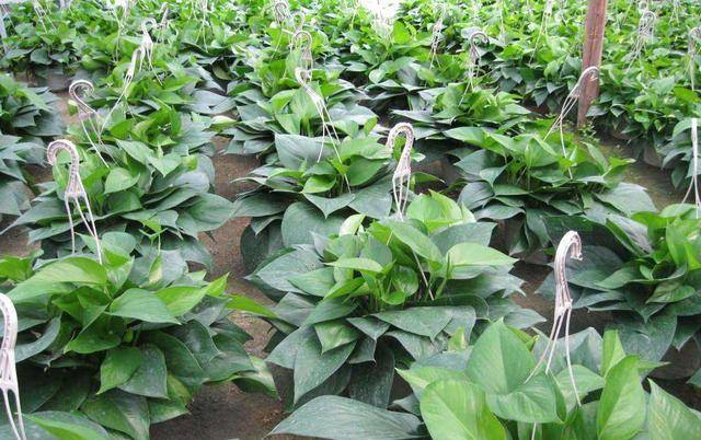 怎么养花土培 7b15a30d1f47404d838d7ac2ed981c69.jpeg