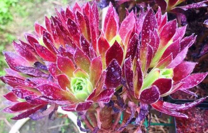 法师系多肉火凤凰法师养过没有出状态其叶片红如火焰非常漂亮