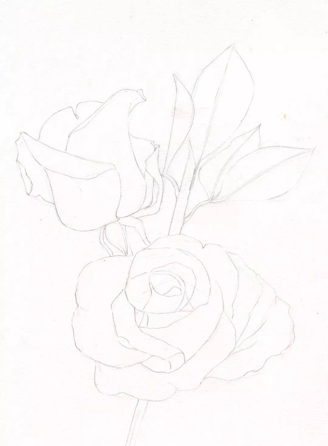 同年美术| 教你用彩铅画月季花~_搜狐网, image size:1080x1466