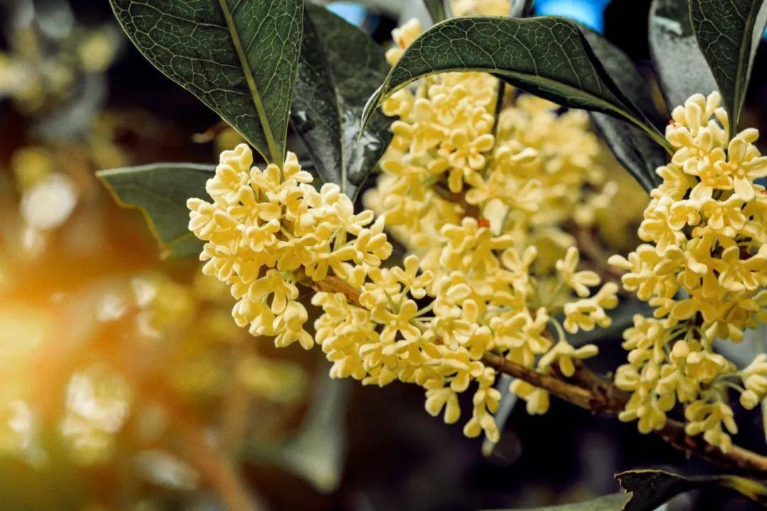 系列|林允成菲拉格慕全球品牌代言人，GUCCI上海大秀群星闪耀…