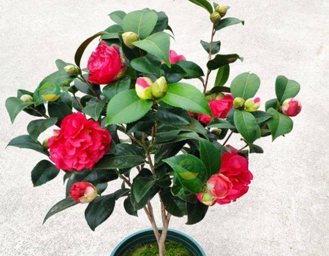 原创香味浓郁好闻的三种茶花开花艳丽形似牡丹新手也能养好