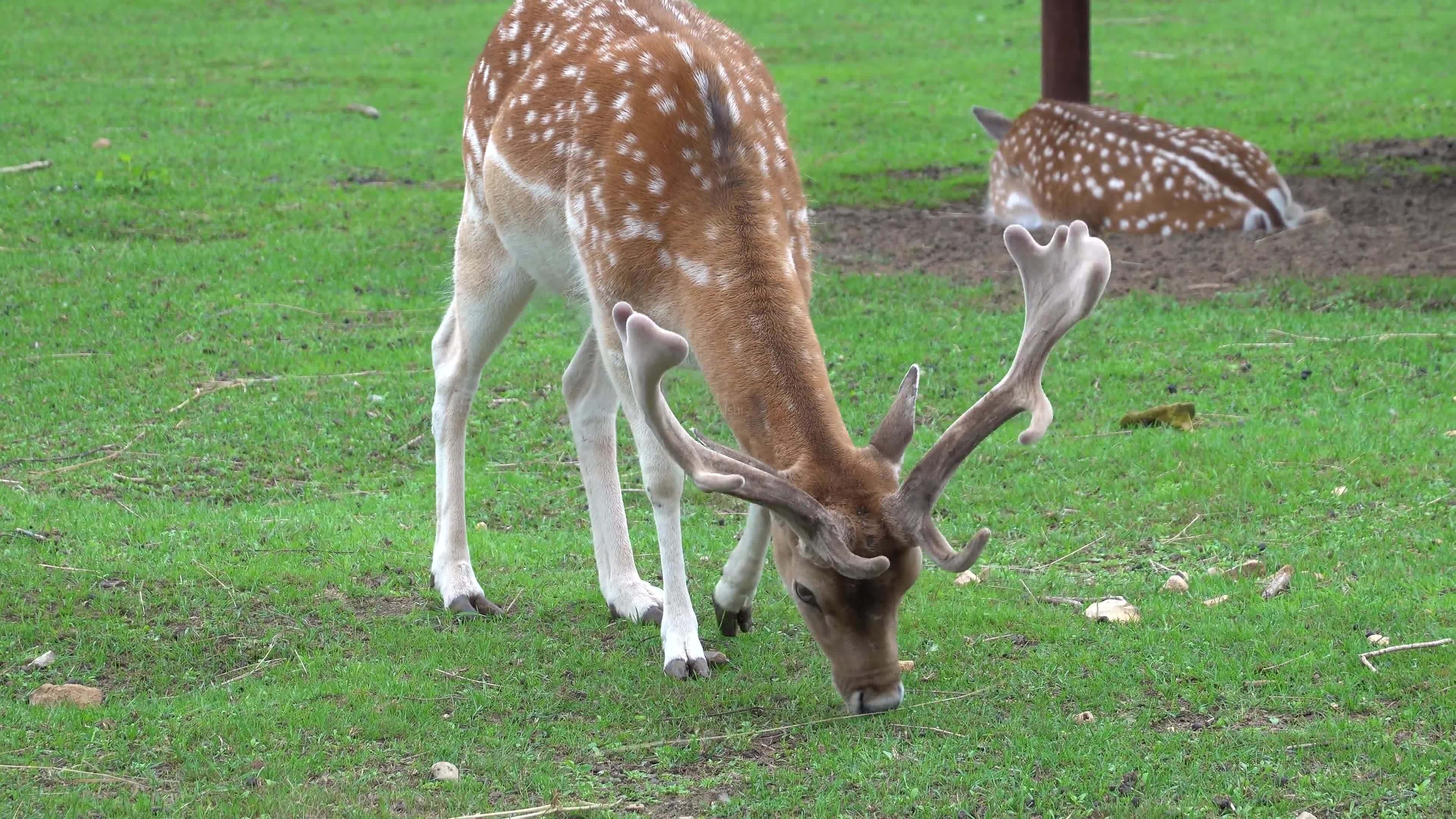 日本静冈梅花鹿泛滥成灾,当地鼓励女性小孩齐上阵狩猎,靠谱吗?