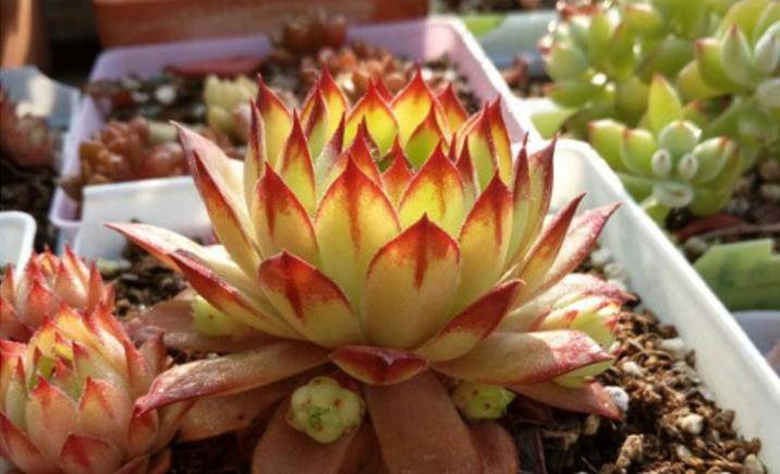 野生多肉观音莲能活几年?个人觉得会很久,因其子子孙孙无穷尽也