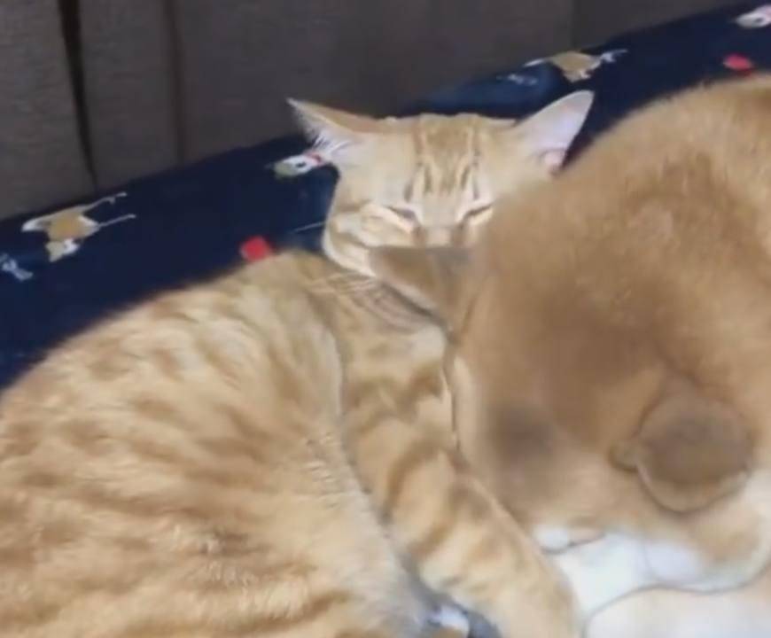 猫跟狗哪个更爱主人 72b53bc03bf046f1bfd1185ecfdfc1e4.jpeg