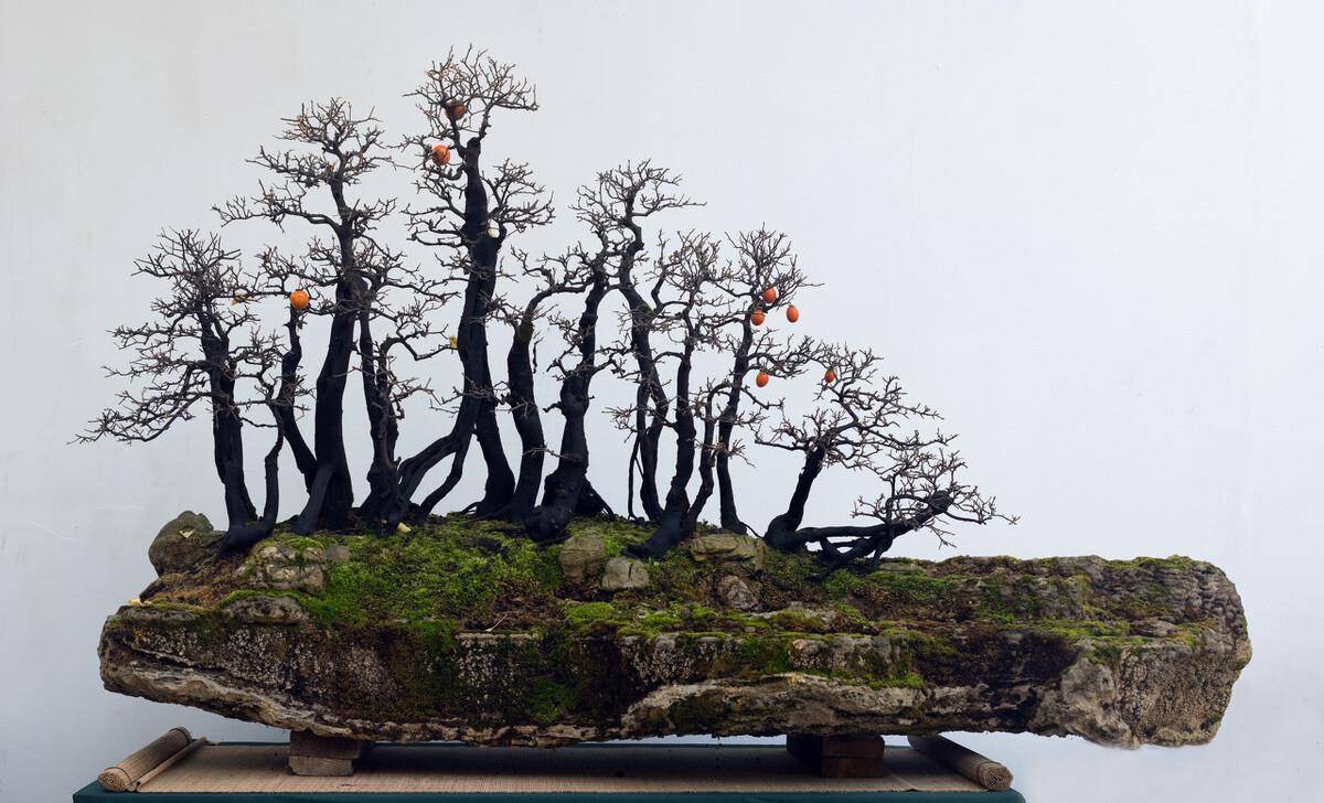 三招教会你,让树桩快速发芽成活,方法简单,一看就会