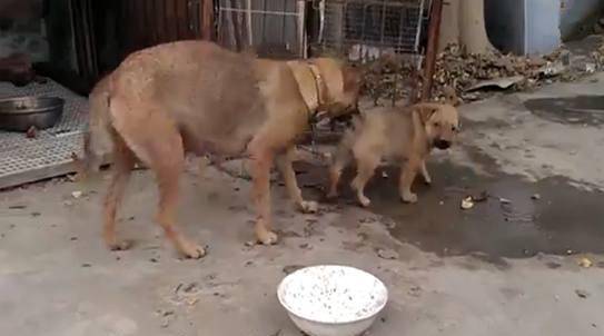 怎么教狗狗不咬鸡 97edf42628fc4fb79f92440108e46737.jpeg