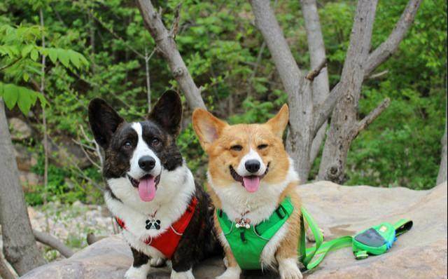 可以爬山的宠物狗 ea7ee43a8fc94595af3592a32f67f527.jpeg