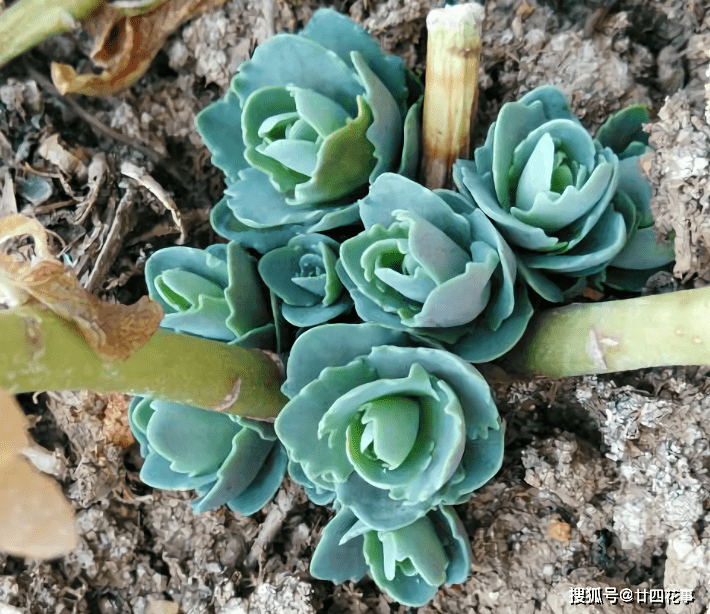 土生土长的多肉"蝎子草",皮实好度夏,家里养一盆,不怕蚊子咬
