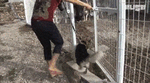 因为|帅气哈士奇“相亲”却屡屡失败, 主人说大概这是一只“哈士基”