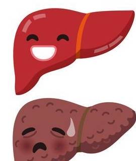 肝脏|医学上肝脏的位置在哪里，6个表现说明肝脏不好，留意一下