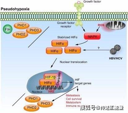 肝脏|肝生病，身体知！身体若有这4种“表现”，别不当回事