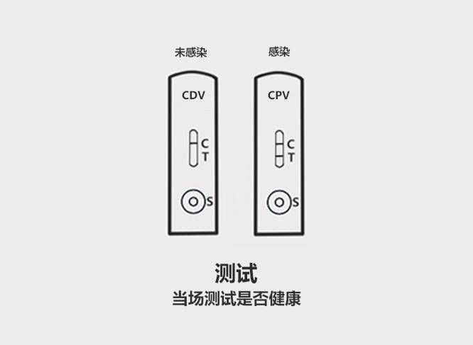 眼睛|59秒冷盘点:柯基有尾巴不正宗?挑选健康的狗狗有9个技巧