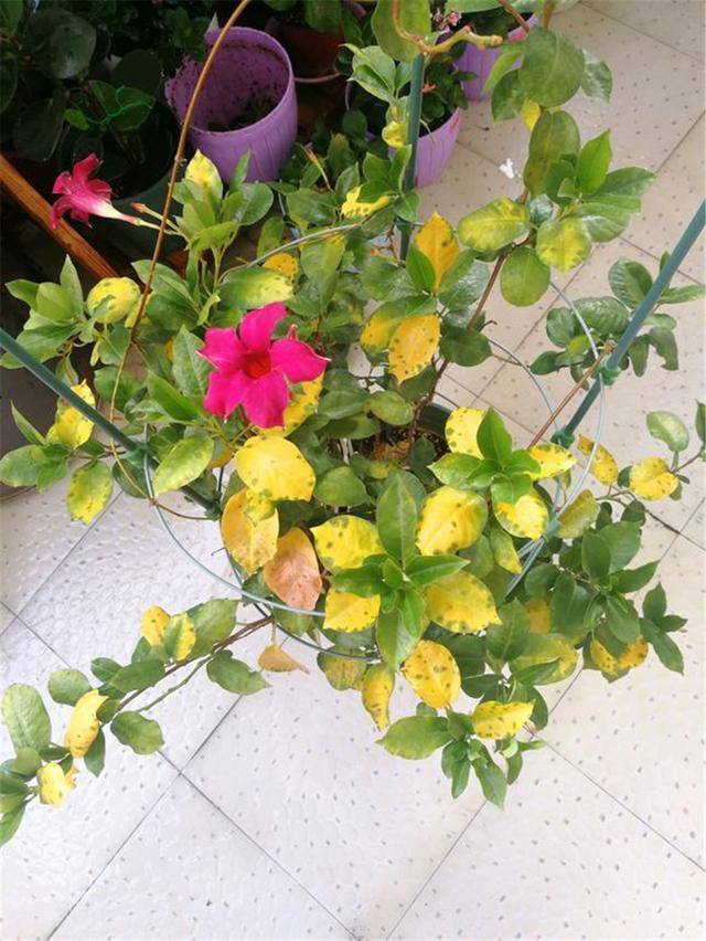 "飘香藤"黄叶掉落怎么办?先别着急,用这3招准能治好