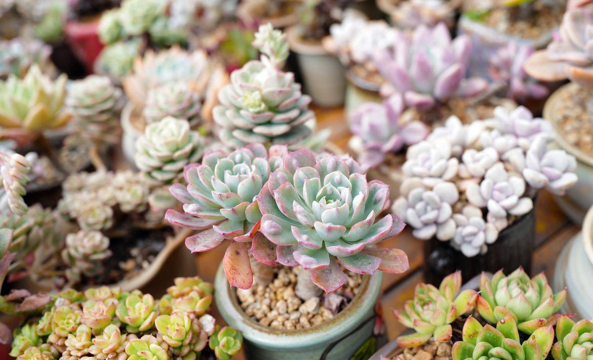 多肉怎么度过三伏天 9487ff7ca6f14b498e281b6b42d40d63.jpeg