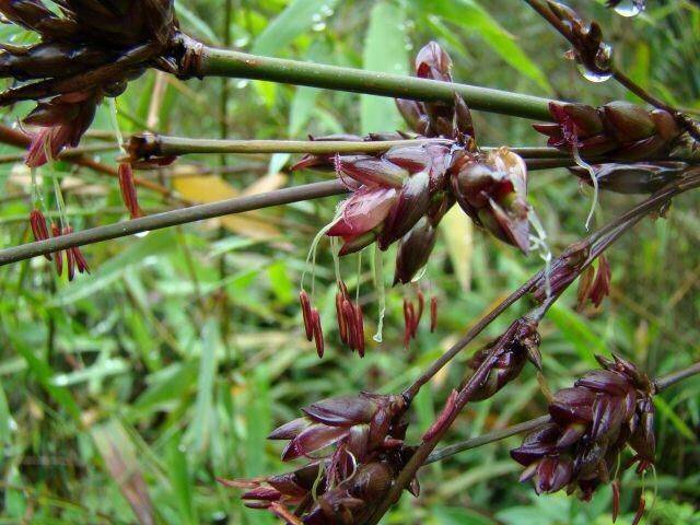 可遇而不可求的竹米:四十年结一次果,口感如何?_竹子