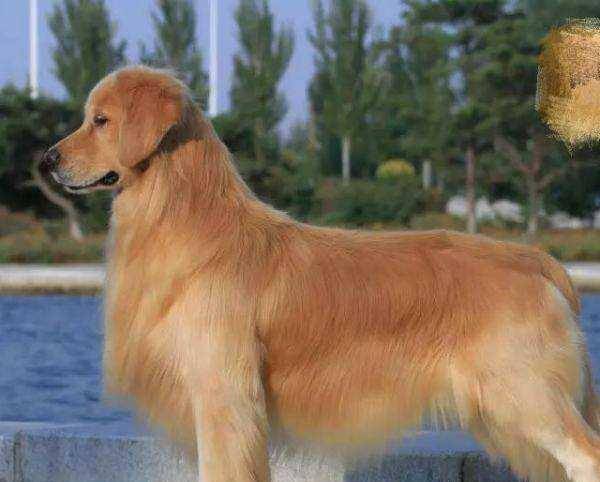 什么叫做双血统金毛 017e5688916a432b82b617957cbc8e74.jpeg