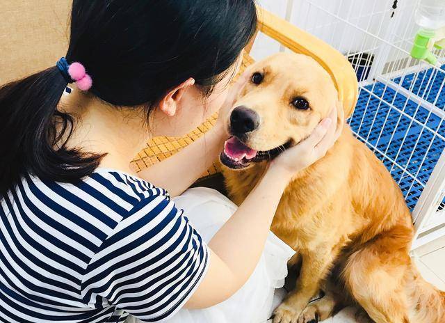 什么|连续暴雨后晴朗的早晨，主人听诗吃早餐，金毛yoyo在旁边思考狗生