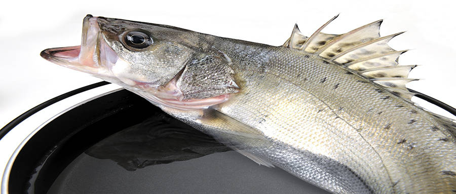 国内评选出最适合给孩子吃的三种鱼 翡翠斑鱼榜上有名 第一名你想不到 小朋友