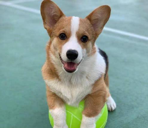 观点评论|吩咐柯基照顾好小主人,结果回家一看哭笑不得,汪:我的心好累!